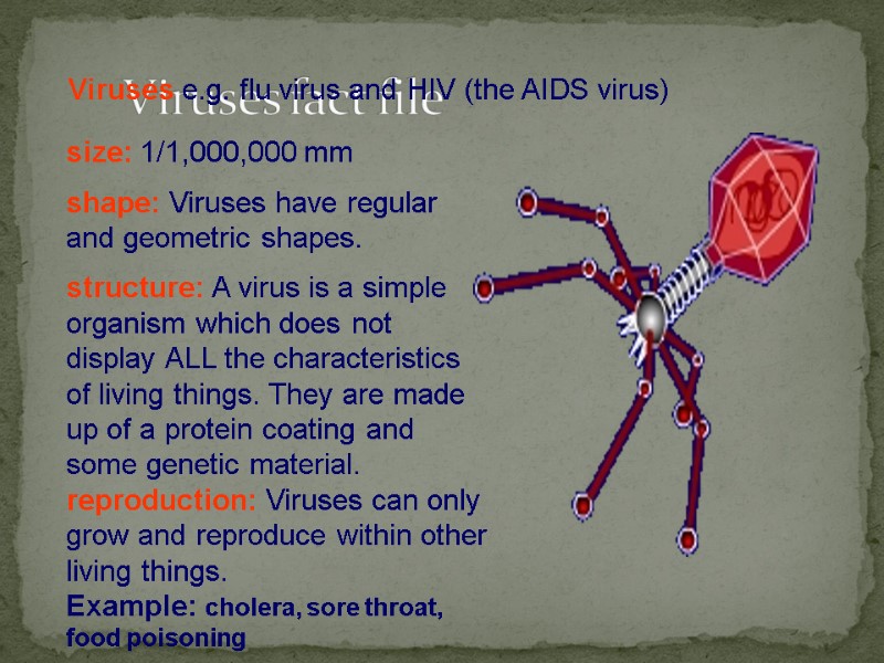 Viruses fact file size: 1/1,000,000 mm  shape: Viruses have regular and geometric shapes.